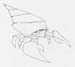 crab6