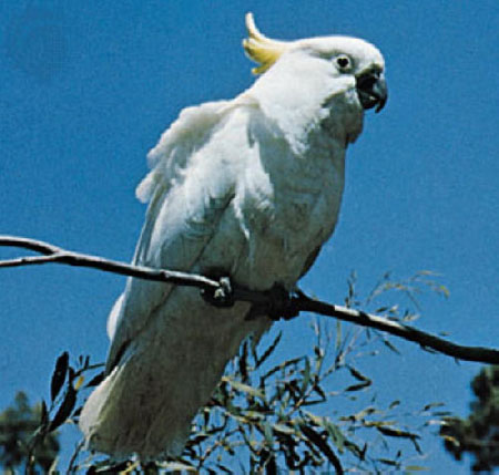 Cockatoo2