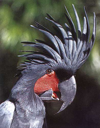 cockatoo-palm-lrg