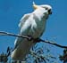 Cockatoo2