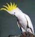 ani_cockatoo_gallery__0003