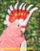 cockatoo