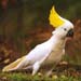 cockatoo4