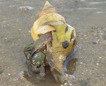7_HermitCrab