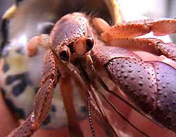 hermit-crab-01