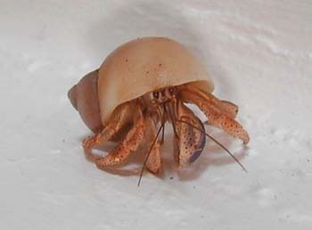 hermitcrab