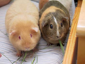 Guinea_1