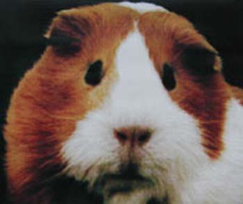 guinea-pig