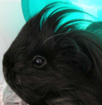 cole%20(guinea%20pig)