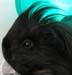 guinea pig