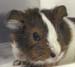guineapig_image2