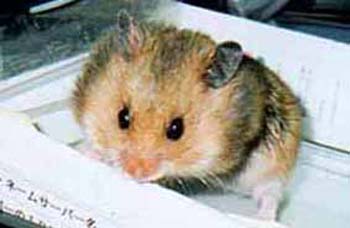 cyoro17-Hamster