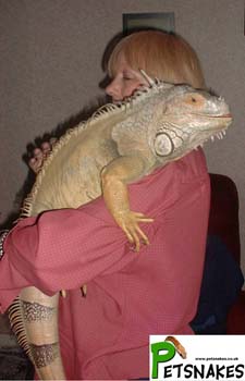 7yr_Old_Male_Iguana_M