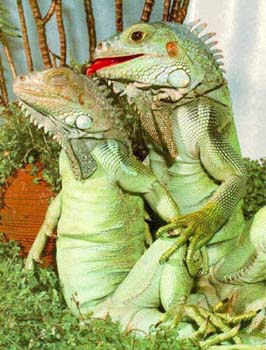 iguana