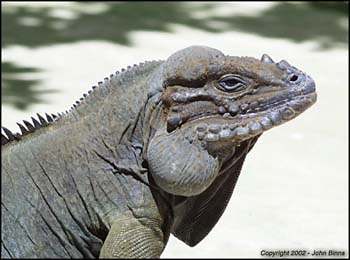 species-cornuta-1