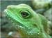 iguana2