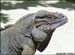 species-cornuta-1