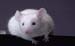 MOUSE2