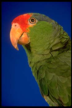 Green%20Cheeked%20Am#20002