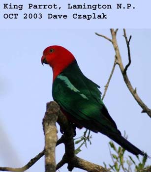 King%20Parrot%202057