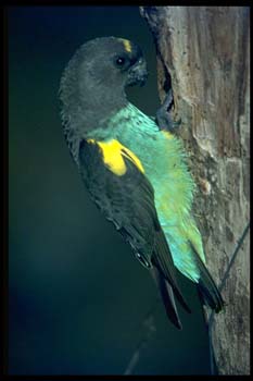 Meyers%20Parrot%20268064