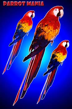 Parrot%20Mania%20copy