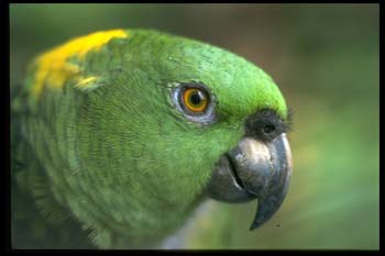 Yellow-Naped%20Parro#20012