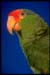 Green%20Cheeked%20Am#20002