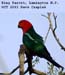 King%20Parrot%202057