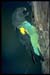 Meyers%20Parrot%20268064