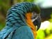 Parrot%20reduced