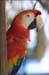 red-parrot