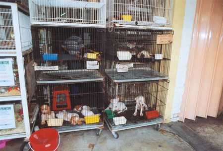 PetShop