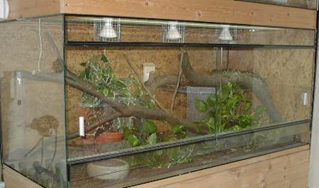 Terrarium-Sanzinia