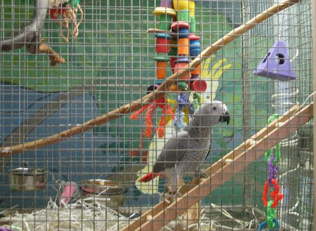 bird01