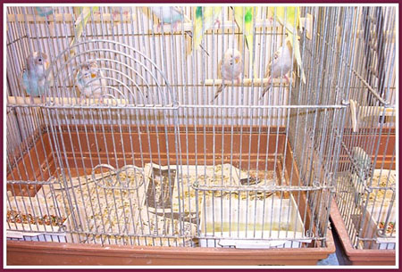 parakeets