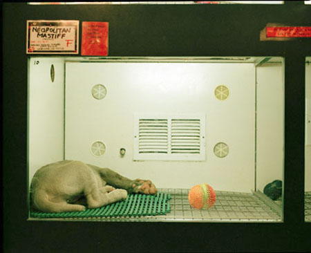 petshop-03