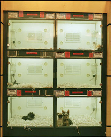 petshop-04