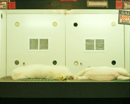petshop-07
