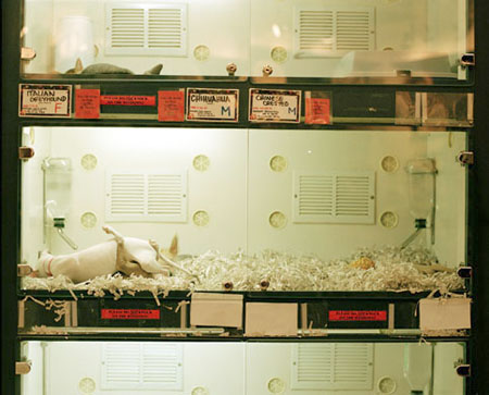 petshop-15
