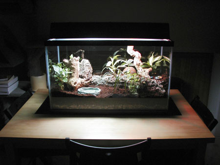 terrarium6