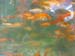 DSCF0520