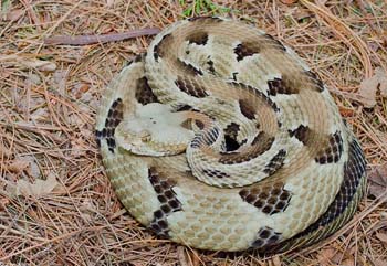 Timber%20Rattlesnake#20006