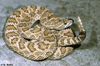 cvlutosus