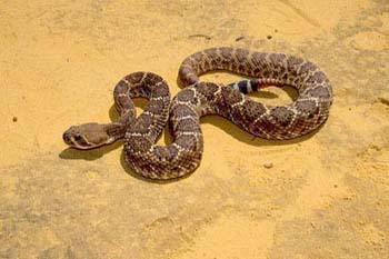 diamondback_rattlesnak0003