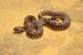 diamondback_rattlesnak0003